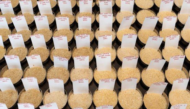 انڈیا میں مختلف اقسام کے چاول ہوتے ہیں لیکن زیادہ تر عمدہ اقسام برآمد کر دی جاتی ہیں