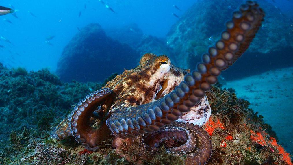 Pulpo sobre una roca en el mar