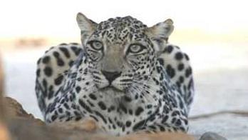 النمر العربي