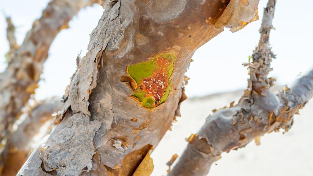 Arbol que produce incienso