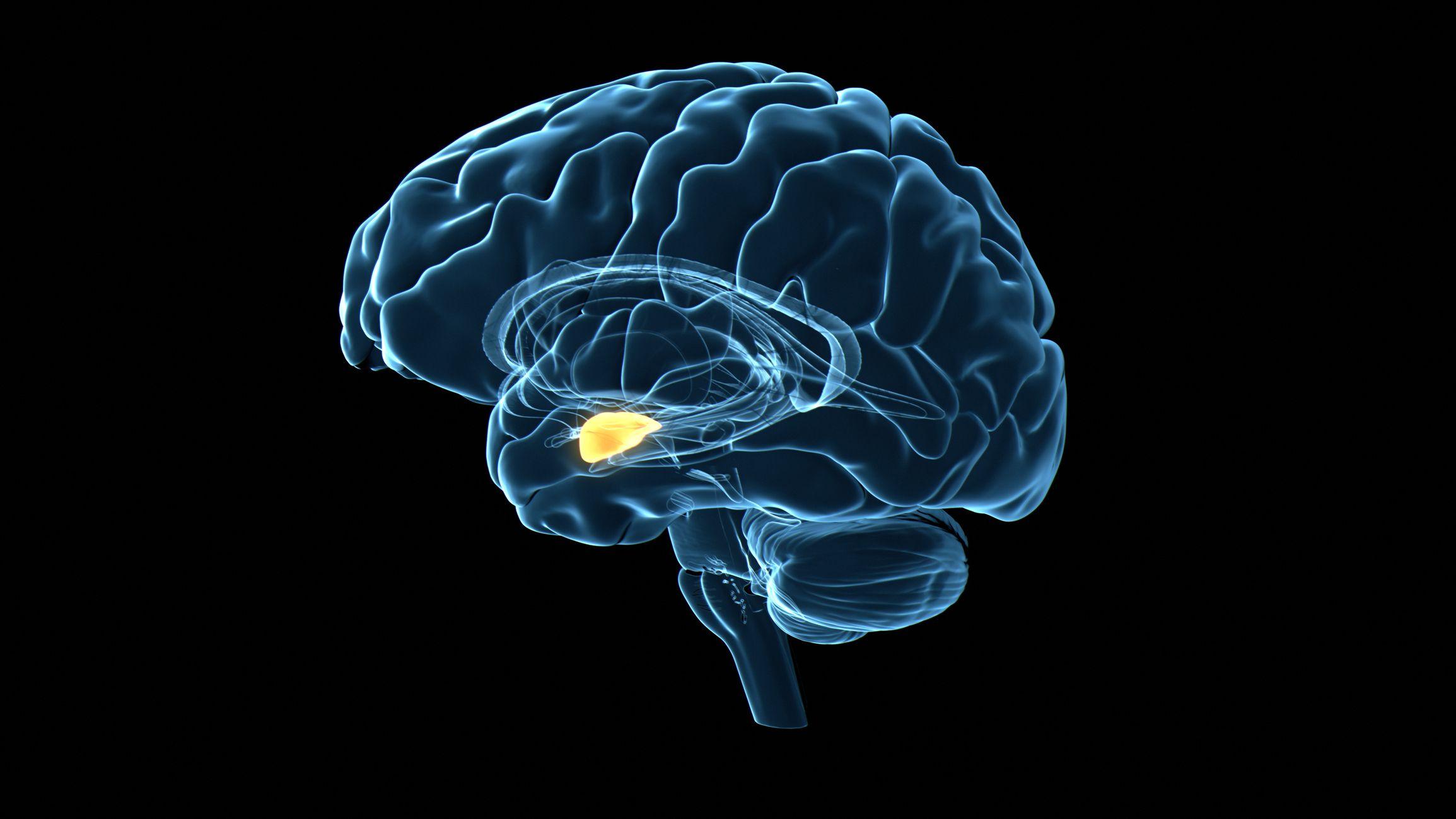 اللوزة الدماغية - رسم