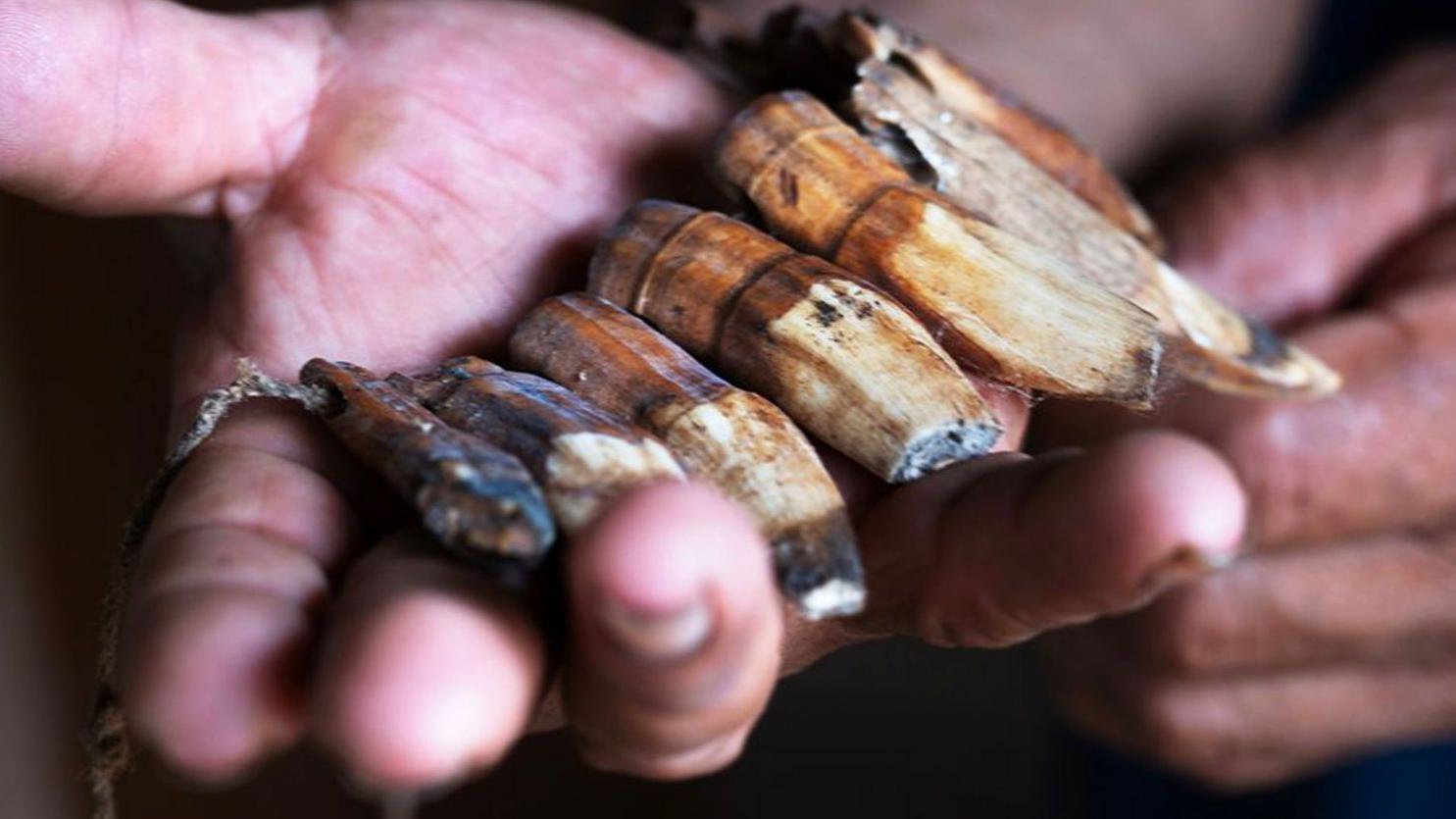 قلادة من أسنان قرد