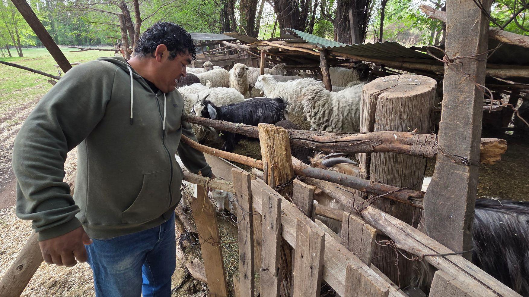 Un hombre alimentando a sus animales de granja.