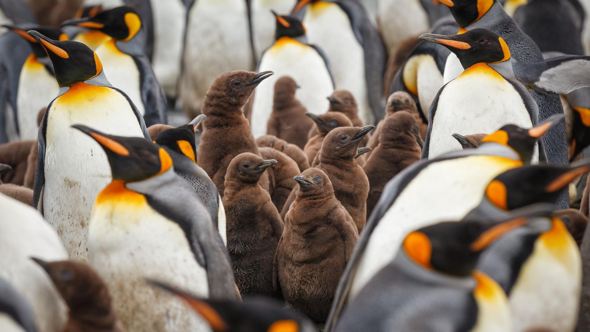 pinguinos con sus crías