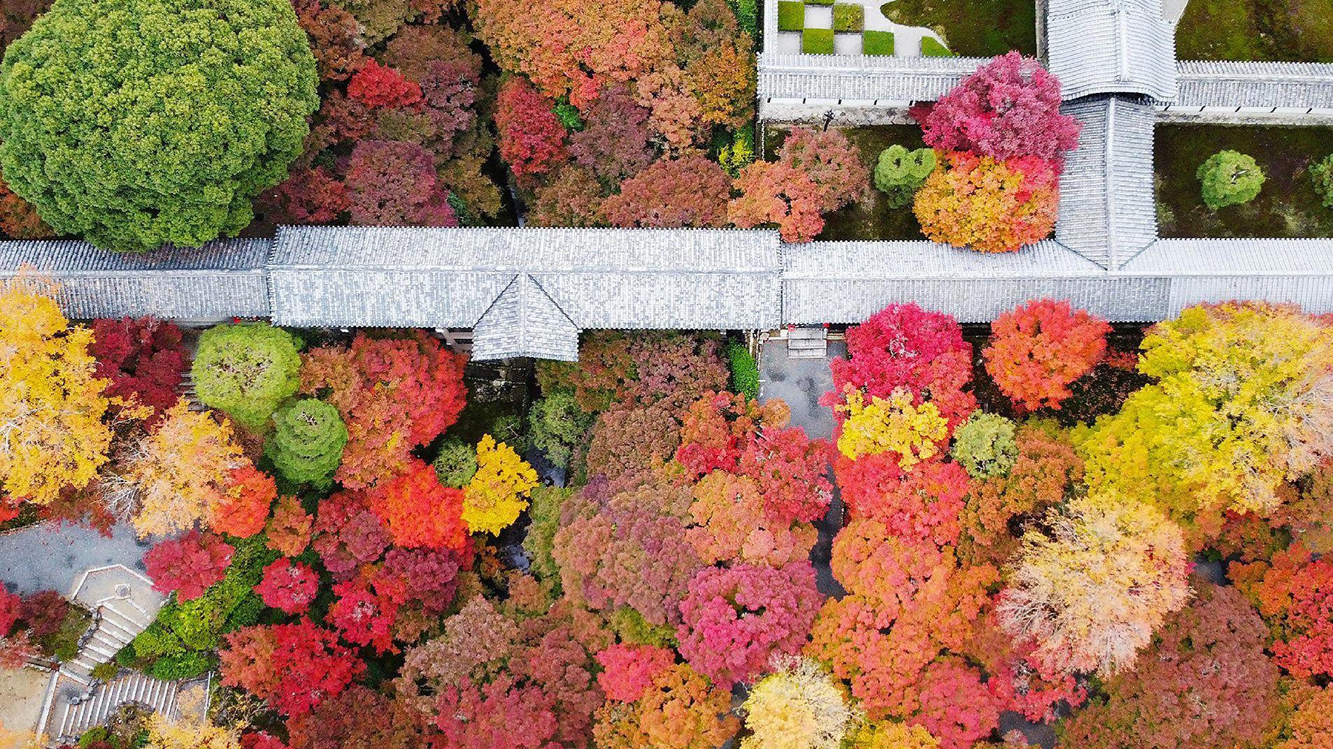 從高空俯瞰，色彩鮮豔的紅、黃、橙、棕、綠樹木環繞著日本建築