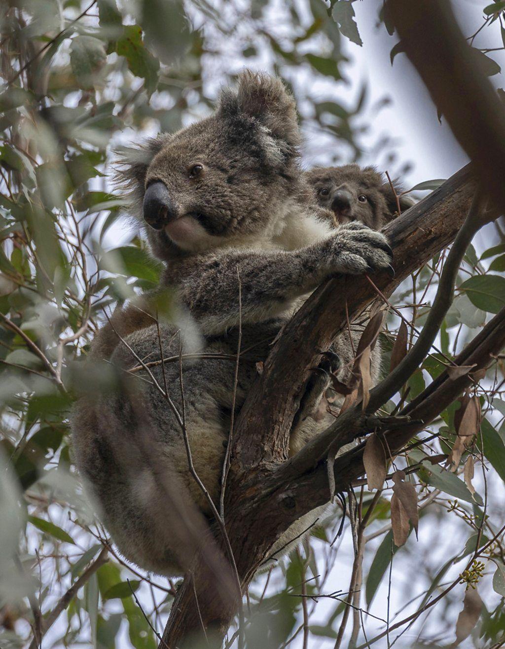 Una cría de koala se asoma detrás de su madre entre las ramas de los árboles de The Koala Sanctuary.