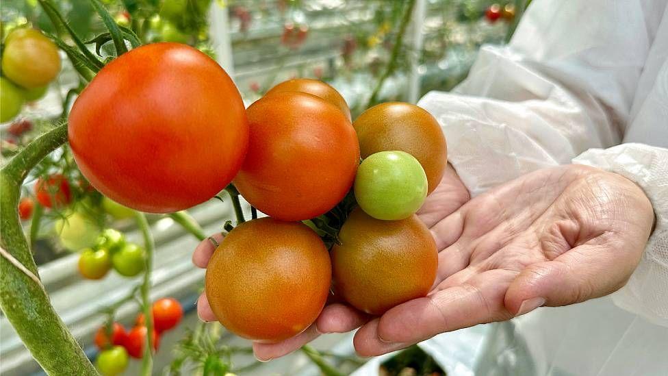 Un científico en la Universidad de Wageningen muestra un planta con tomates maduros de gran tamaño en un invernadero de alta tecnología