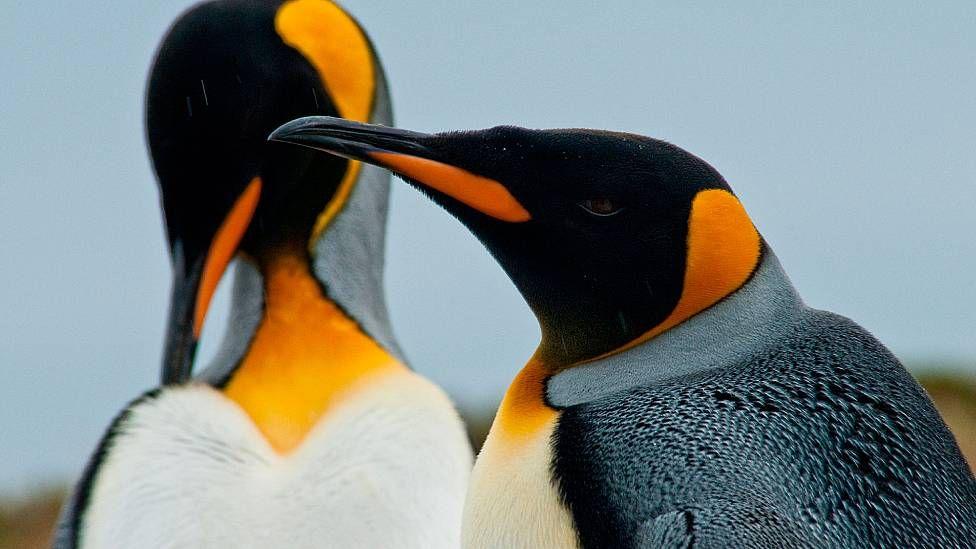Imagen en primer plano de la cabeza y parte superior del cuerpo de dos pingüinos rey