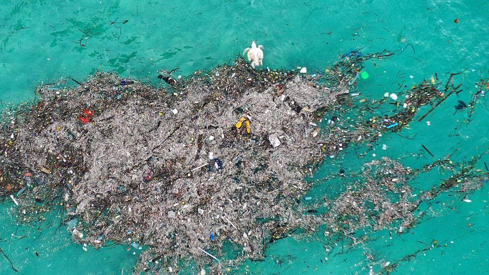 Una tortuga muerte en medio de basura plástica en Tailandia.