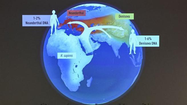 Gráfico donde se ve el porcentaje de ADN neandertal y denisovano que tiene la población actual del planeta.