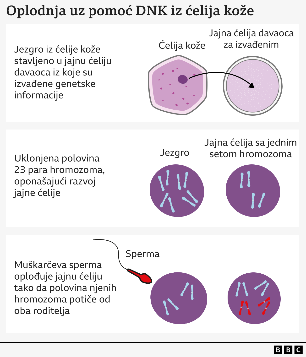 Grafika koja objašnjava različite faze oplodnje korišćenjem ćelija kože