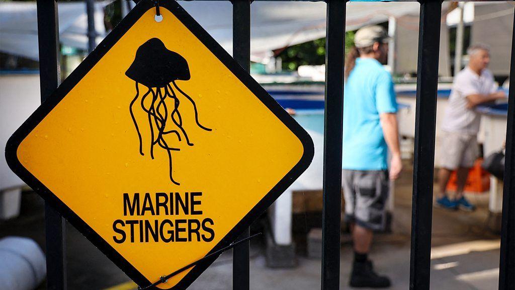 Un cartel amarillo con la imagen de una medusa y el mensaje de que hay presentes animales marinos que pican.