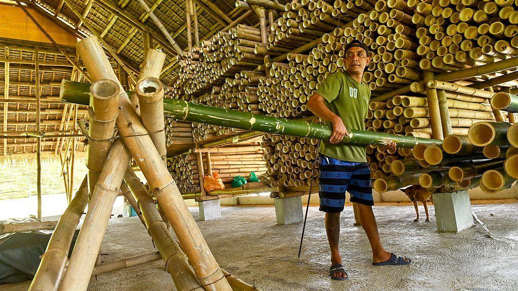 Trabalhador posiciona um caule de bambu verde em um galpão de um centro de tratamento de bambu, em meio a uma grande quantidade de caules