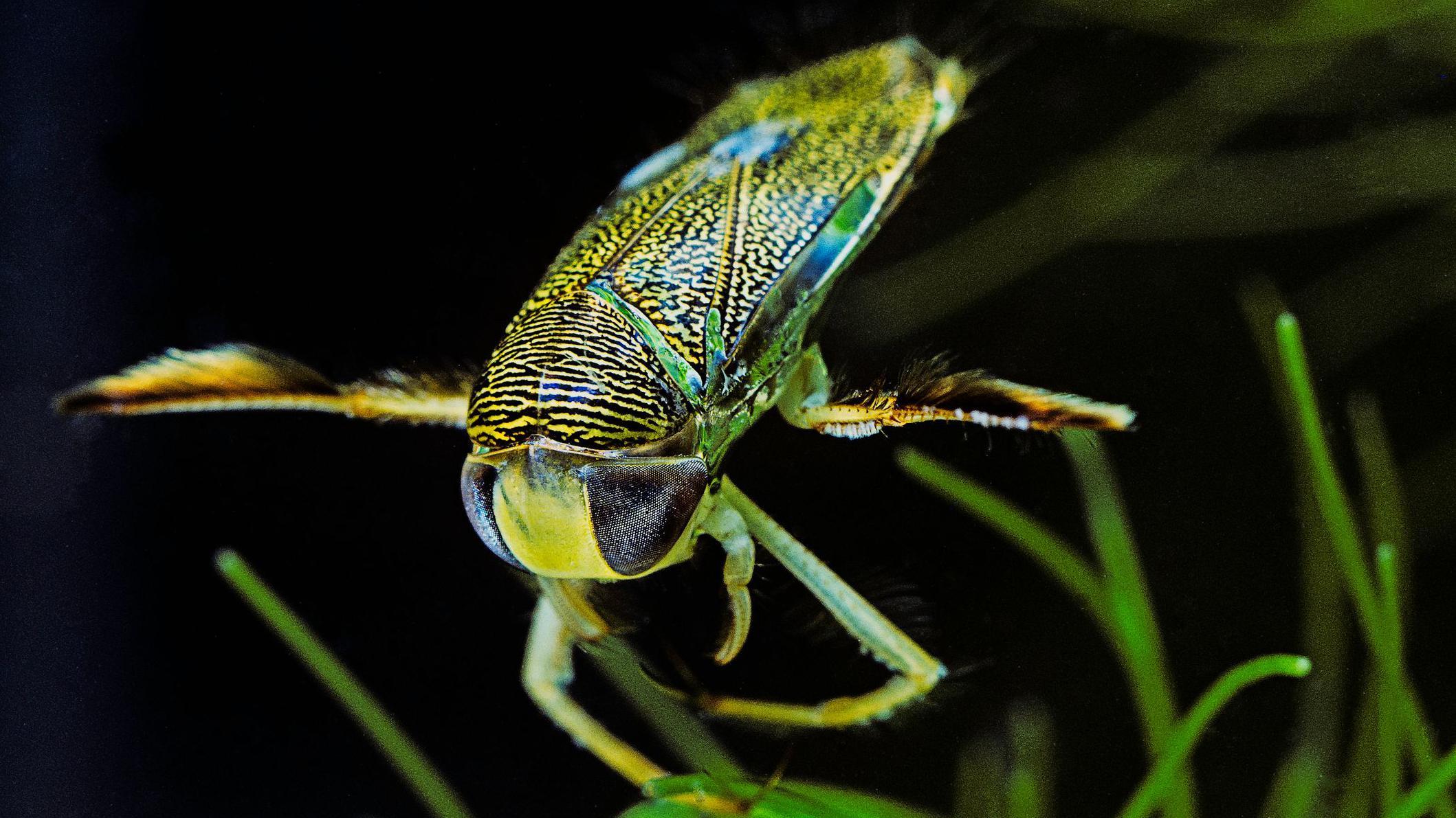 Vodeni insekti koji proizvode zvuk