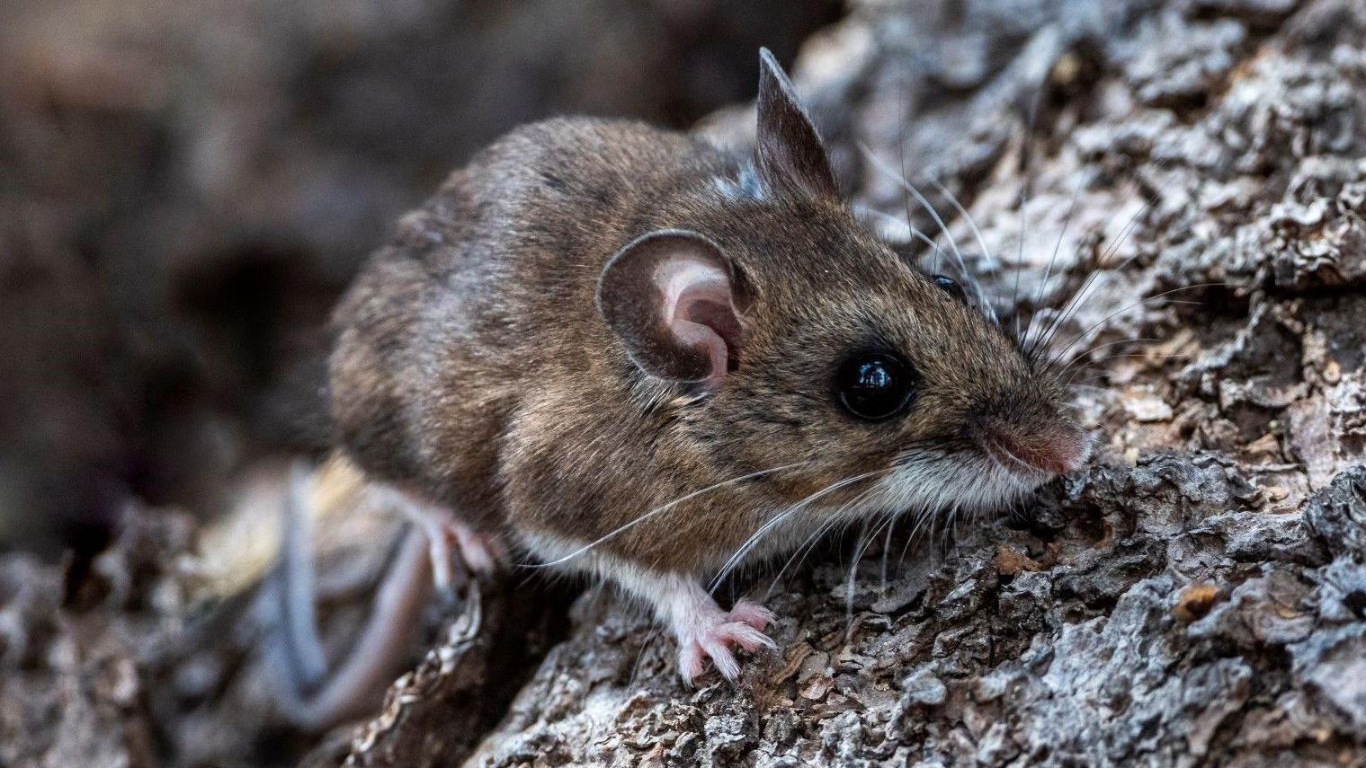  Um rato-do-campo da Califórnia empoleirado em um galho