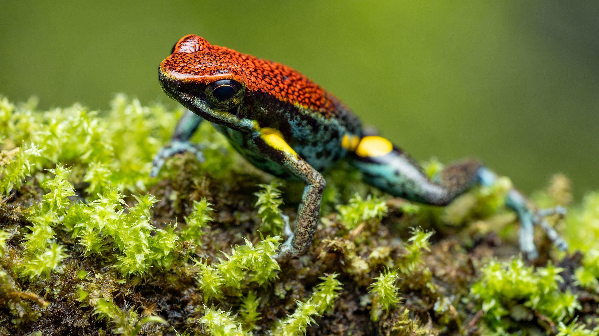 Rana dardo ecuatoriana