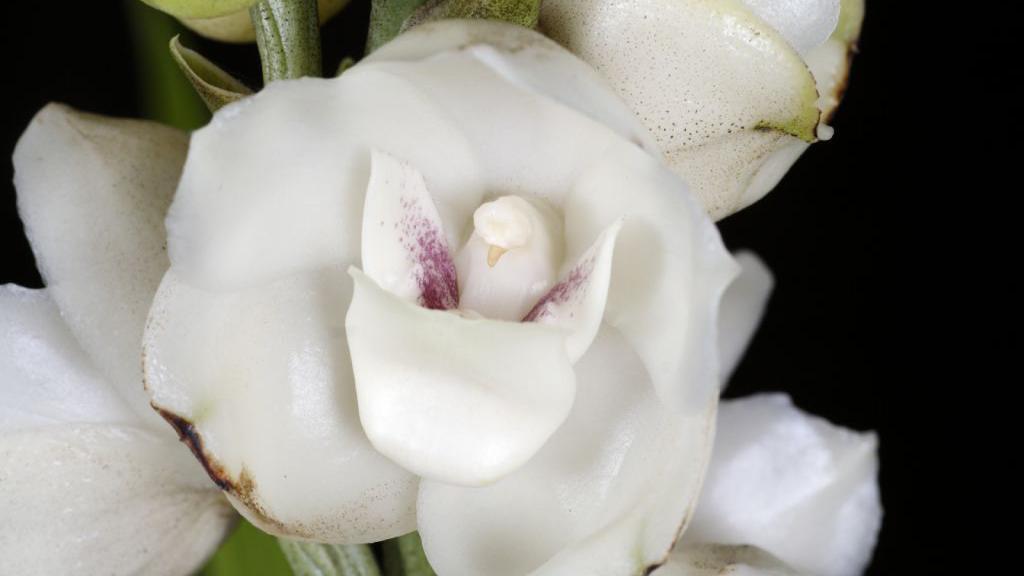 La orquídea Espíritu Santo