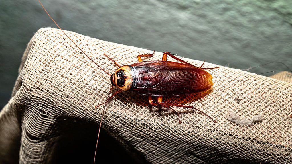 Una cucaracha marrón posada sobre una tela.