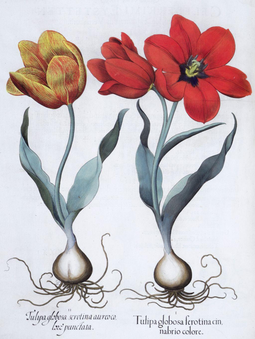 Dos tulipanes, rojo y amarillo