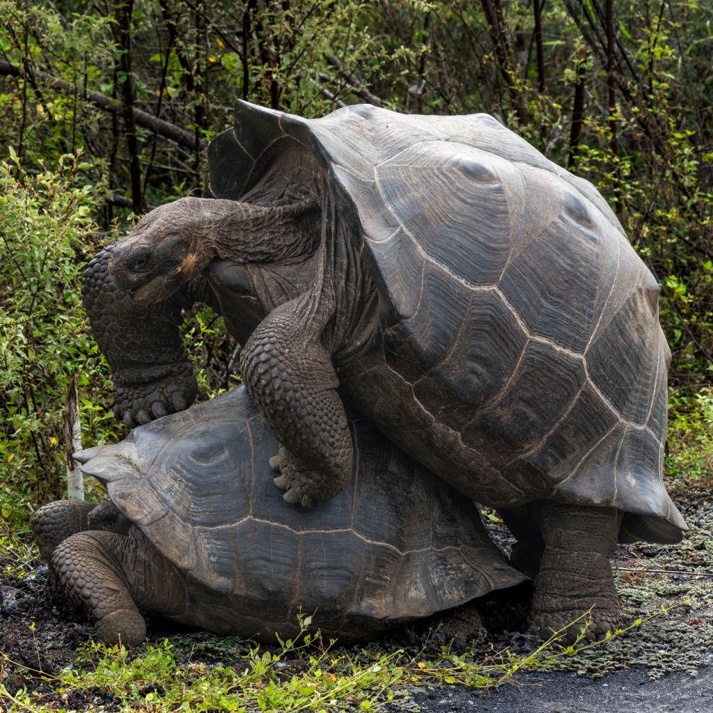 Tortugas gigantes copulando.