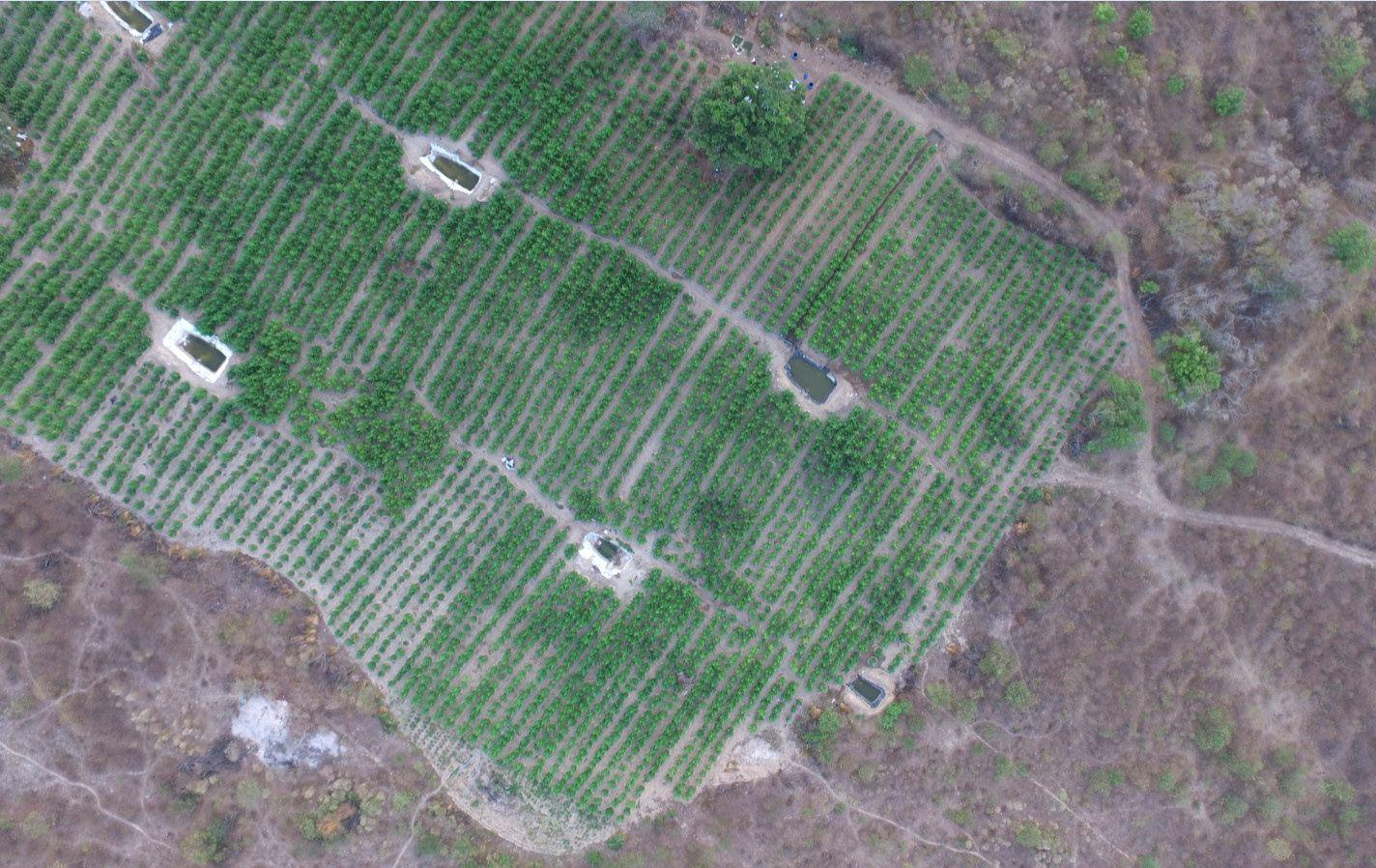 Vista a&eacute;rea de uma planta&ccedil;&atilde;o com 36 mil p&eacute;s de maconha foi destru&iacute;da pela Pol&iacute;cia Federal (PF) em Pernambuco no munic&iacute;pio de Pedra (PE).Foto: Divulga&ccedil;&atilde;o Pol&iacute;cia Federal/ Ag&ecirc;ncia Brasil