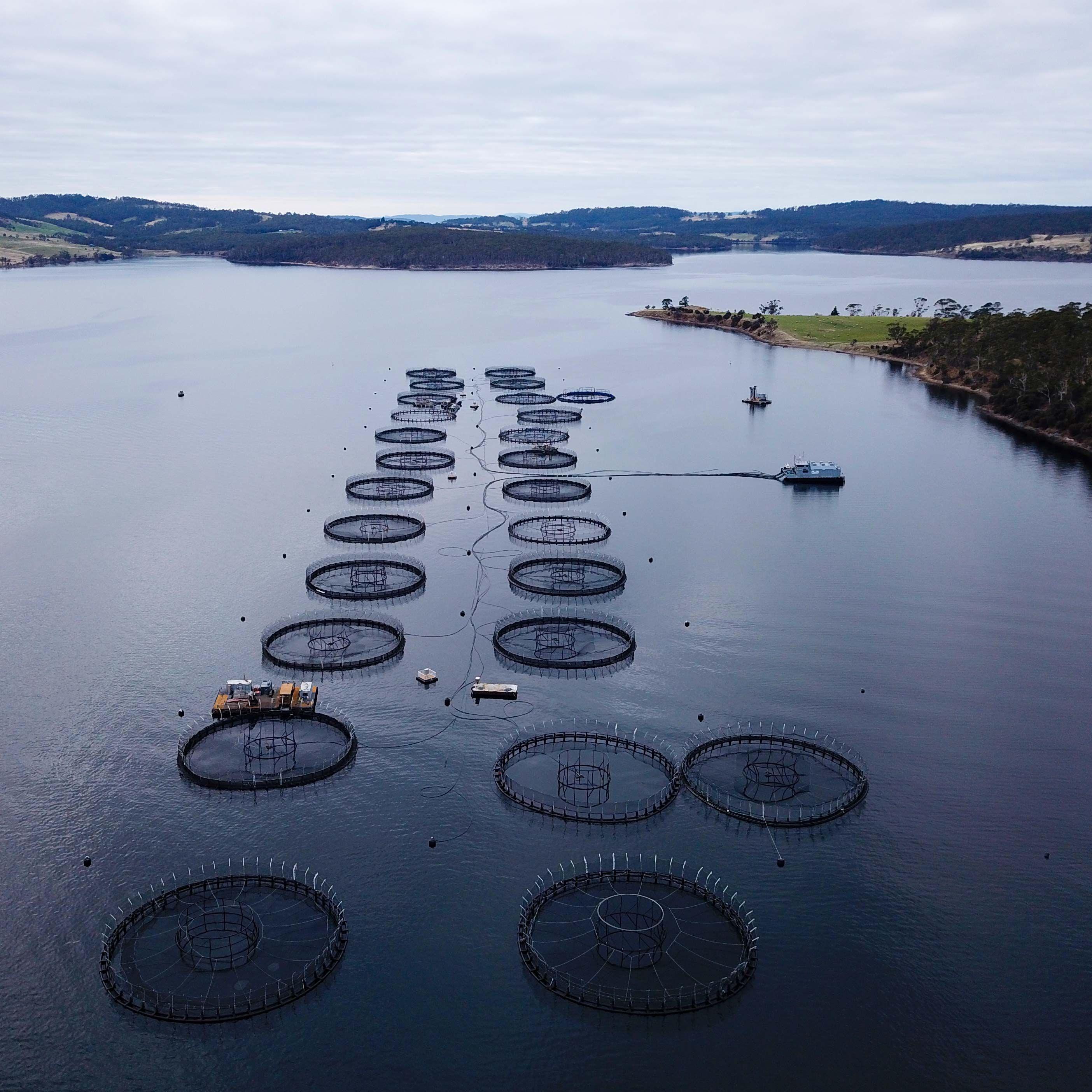 Vista aérea de estanques de salmones frente a la isla Bruny, Tasmania.