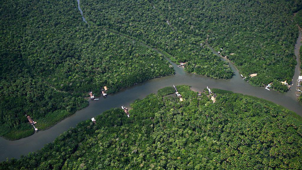Floresta tropical em Cameta, Pará