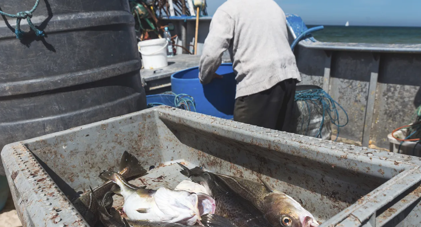 Varios peces yacen en una caja metálica a bordo de un barco pesquero, mientras una persona trabaja junto a cubos y redes con el mar al fondo.
