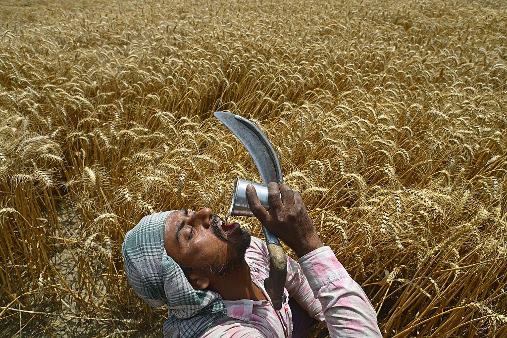 Un trabajador migrante bebe agua durante la cosecha de trigo en las afueras de Chandigarh el 22 de abril de 2025.