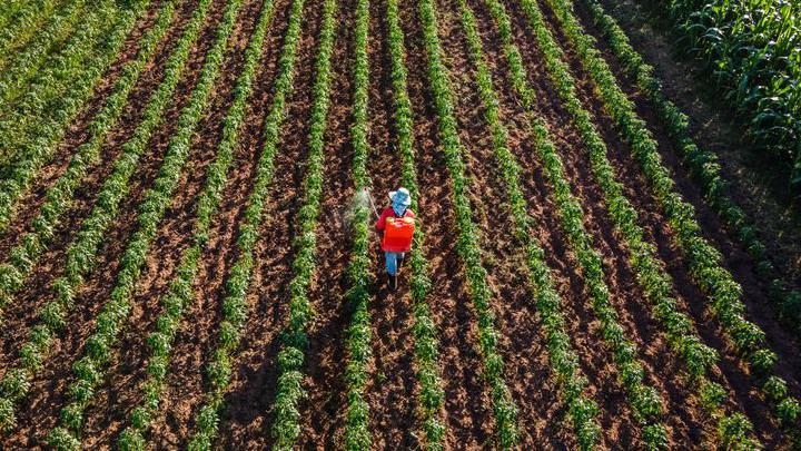 Vista a&eacute;rea de um agricultor com uniforme vermelho e azul pulverizando pimentas em um campo.