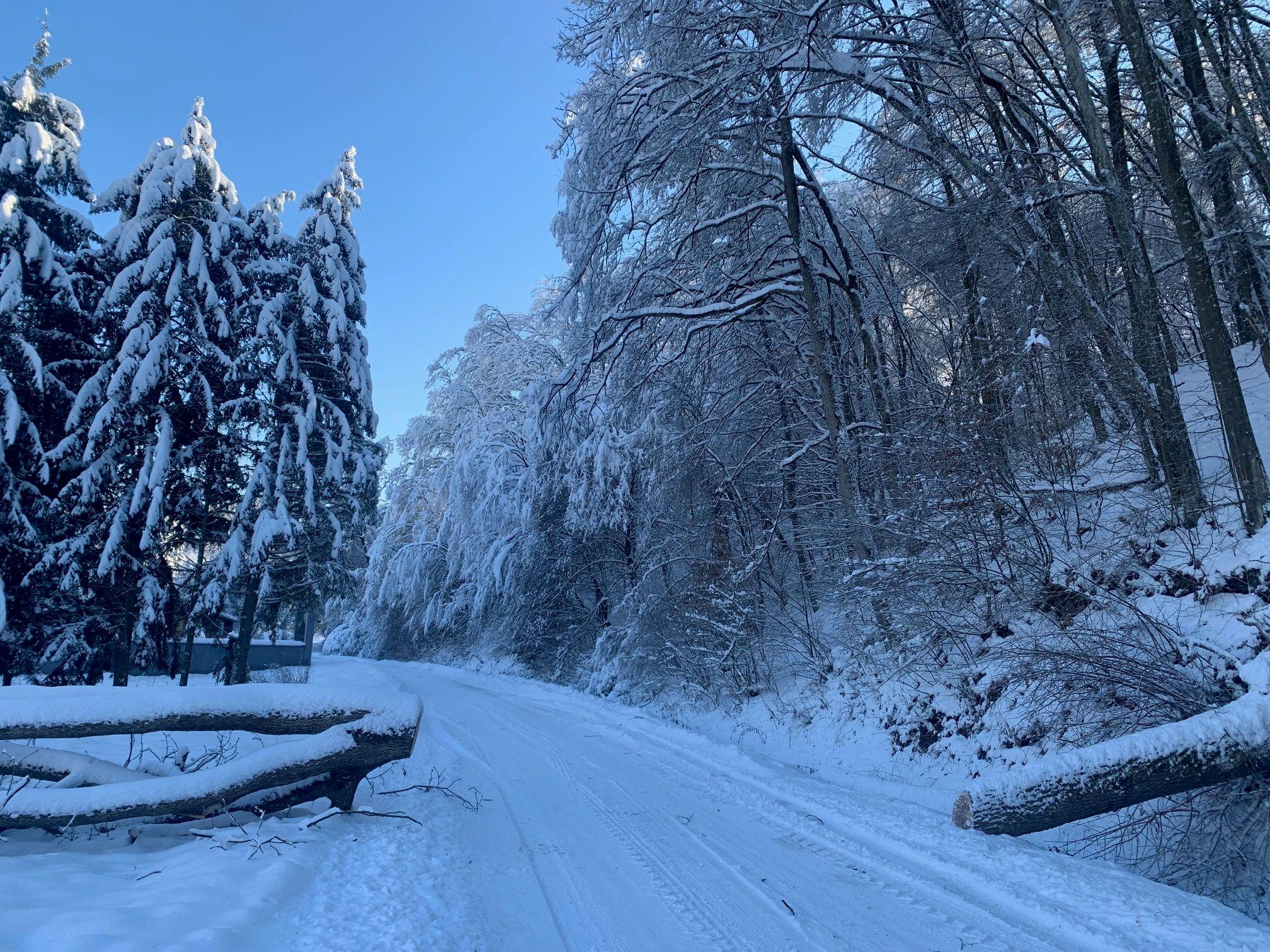 Zavejan put kroz šumu