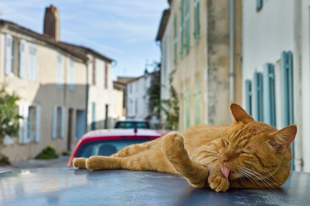 Un gato pelirrojo se lame las patas sobre el techo de un carro en una calle de un pueblo en Francia