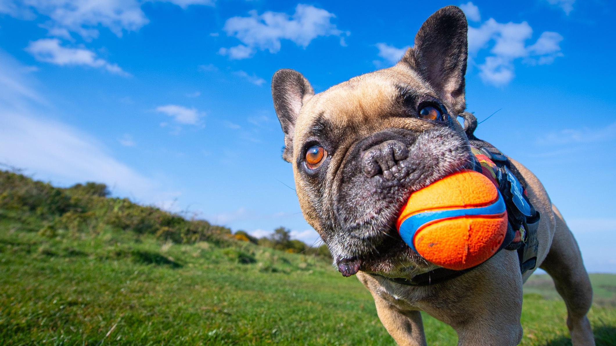 
Um bulldog franc&ecirc;s em zoom, segurando uma bola na boca, em uma &aacute;rea gramada, em um dia ensolarado.
Fofo demais para resistir?
