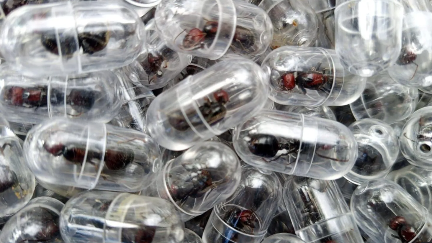 Chinese national charged for trying to smuggle 2,000 ants from Kenya