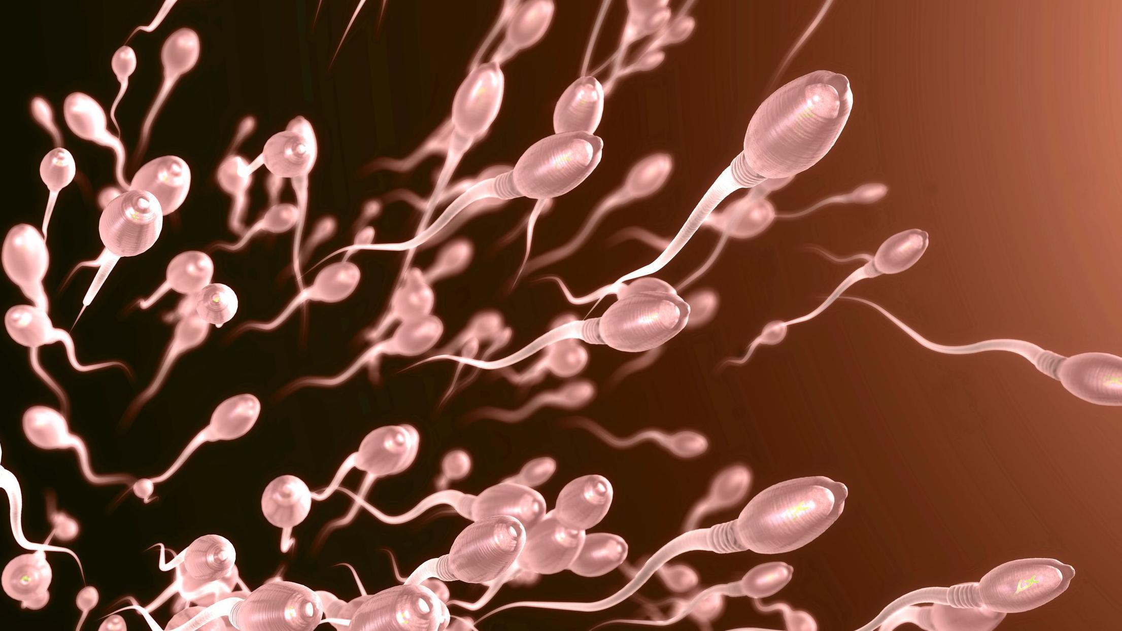 Sperm swim more quickly in summer, study finds