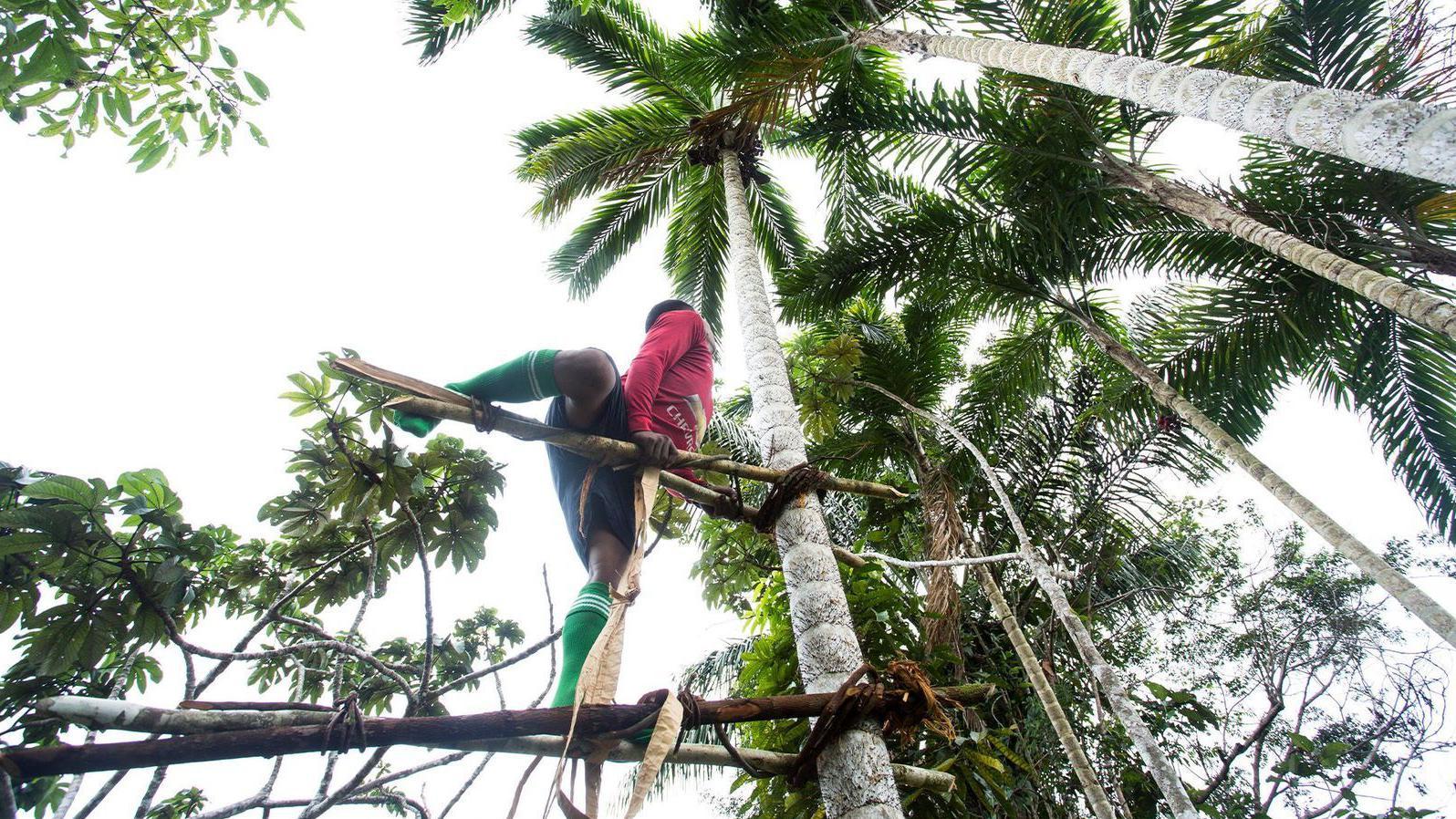 Un hombre trepa un árbol para recoger sus frutos 