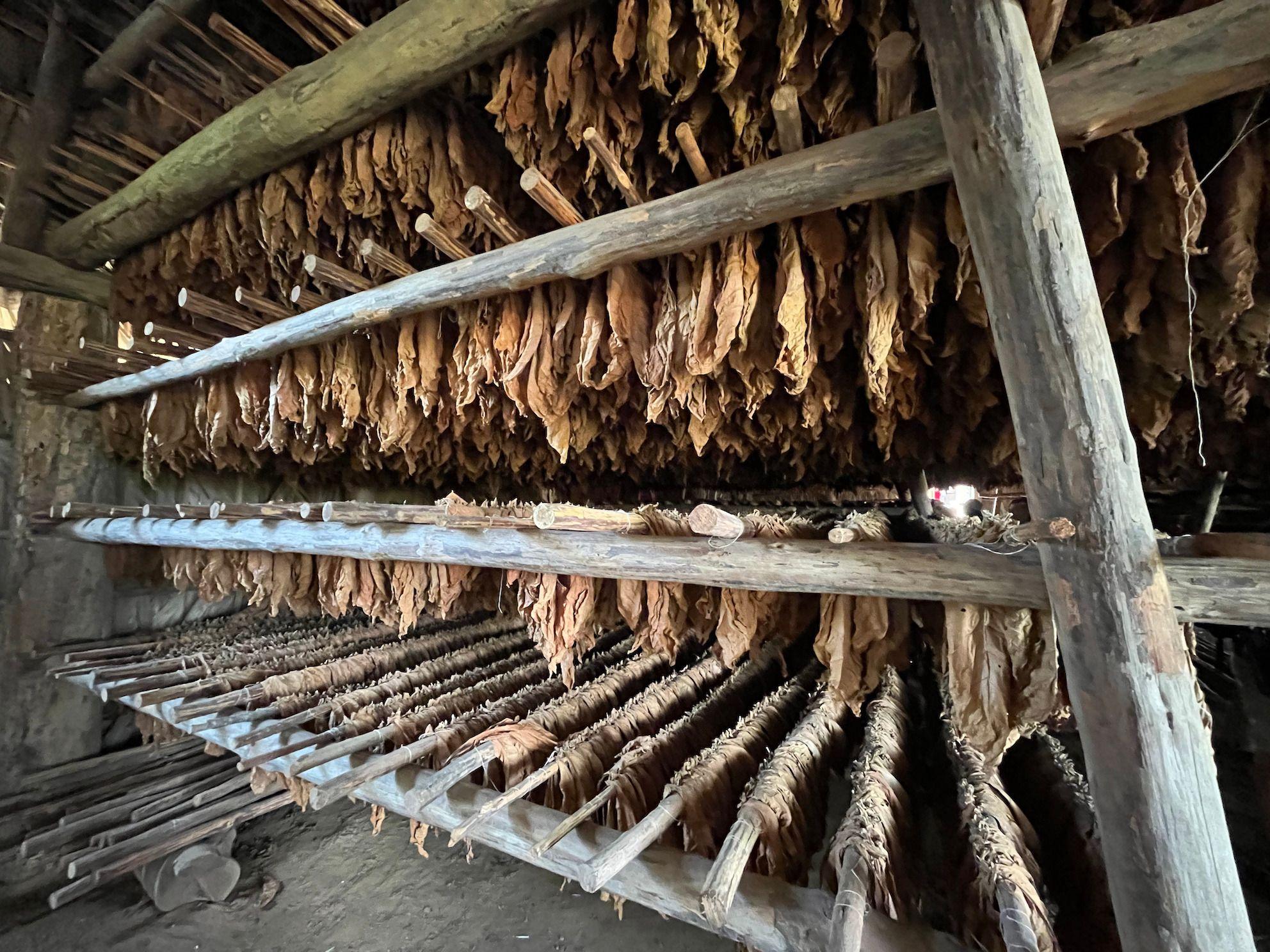Local de armazenamento e secagem das folhas de tabaco após a colheita