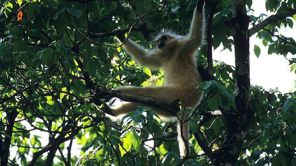 Um langur dourado em uma &aacute;rvore

