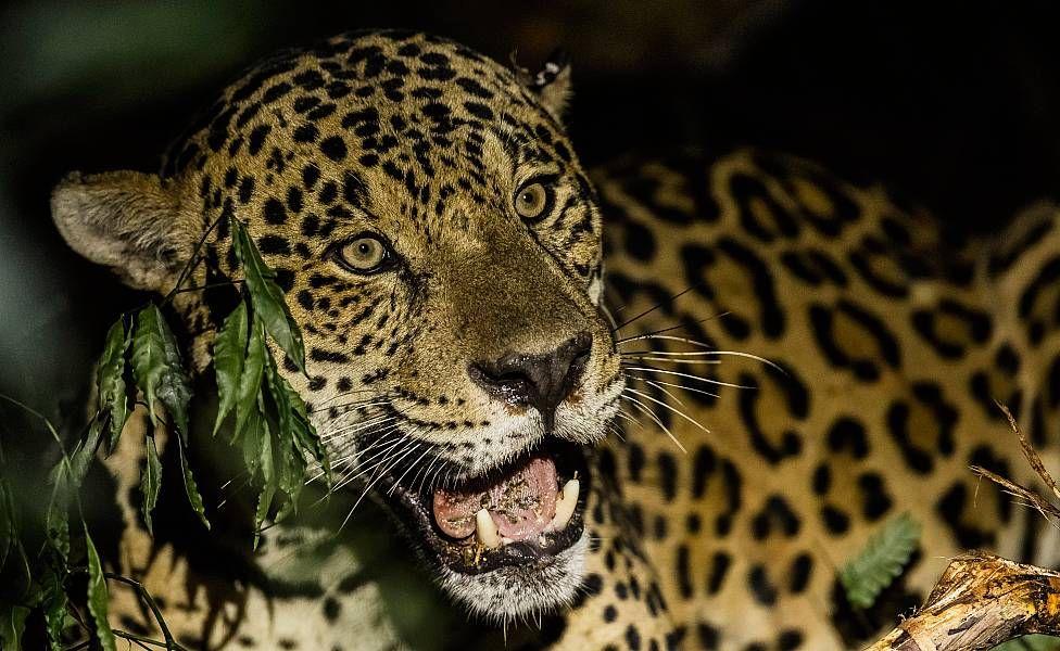 Jaguar