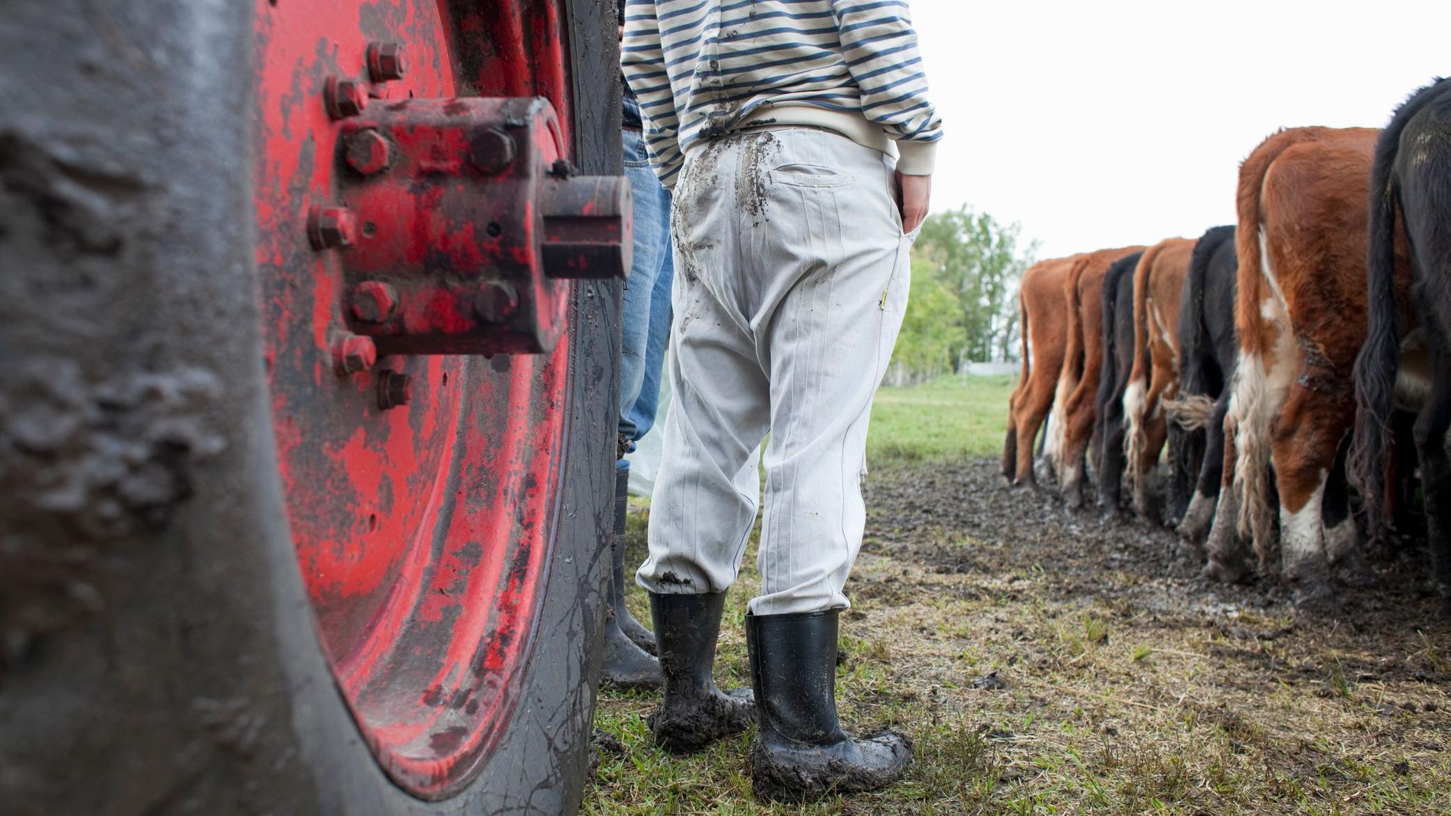 Campesino junto a un tractor y vacas