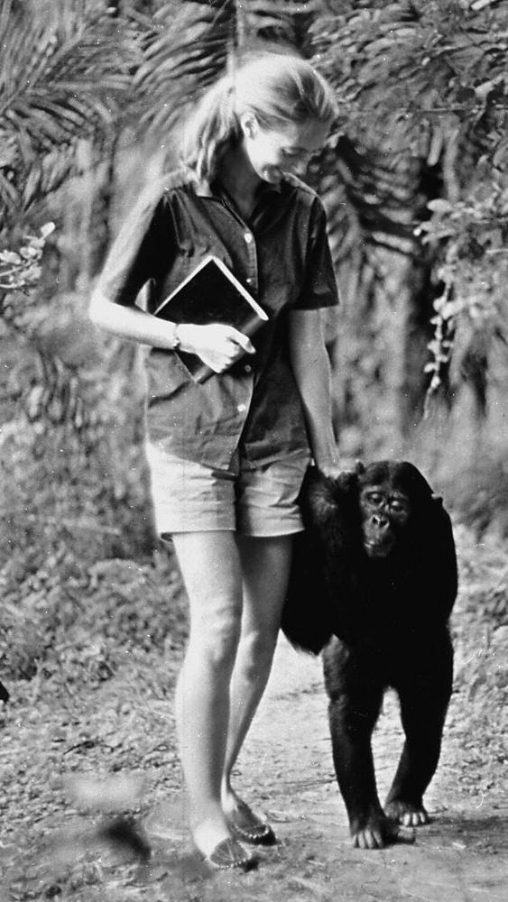 Jane Goodall de mãos dadas com um chimpanzé na África