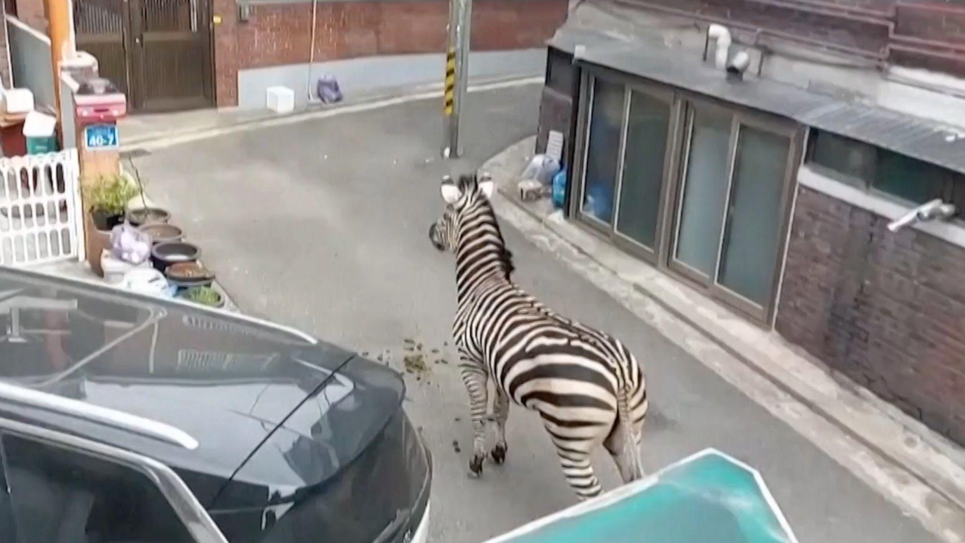 2023년 3월 탈출 당시 서울 광진구의 골목길에 서있는 세로의 모습