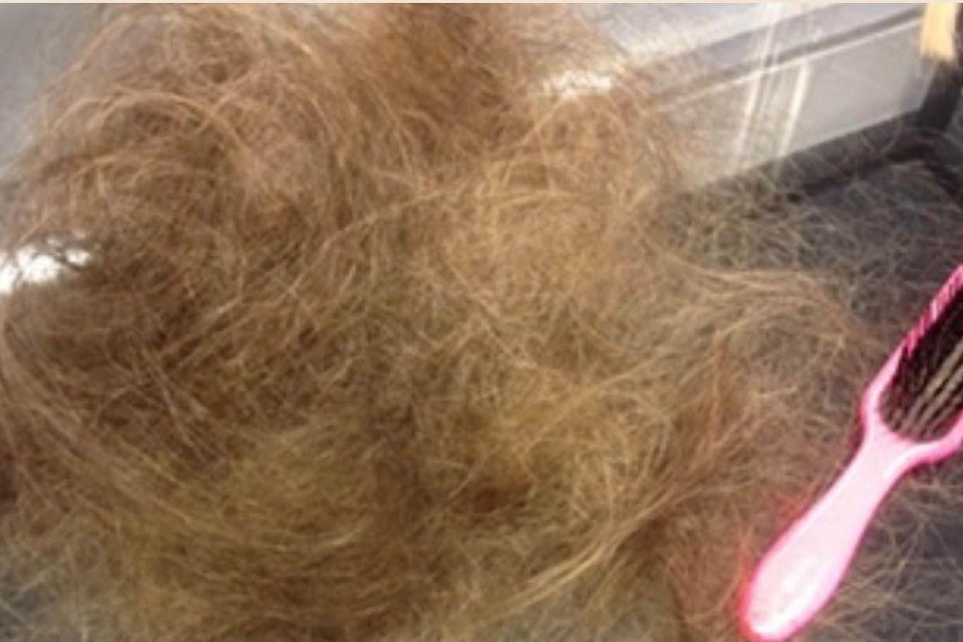 Um monte de cabelo de Victoria aparece acumulado ao lado de uma escova rosa