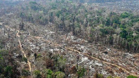 Imagem de árvores cortadas na Amazônia