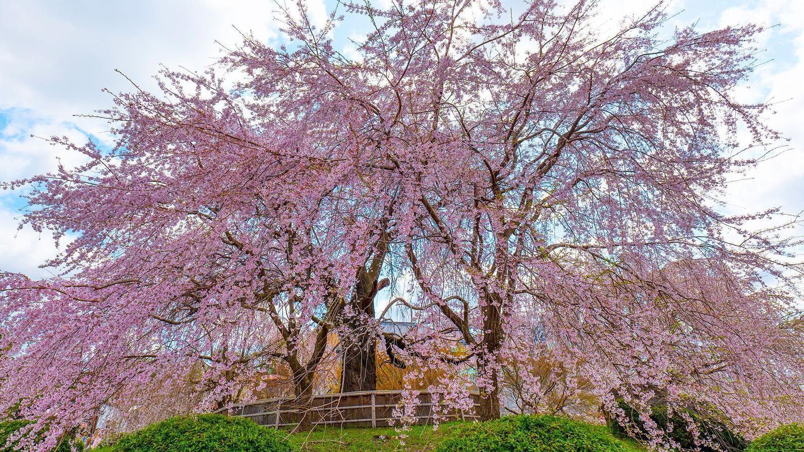 Parque Maruyama de Kioto.