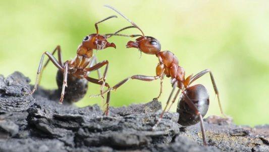 چیونٹیوں کا خوف عام ذہنی بیماری نہیں