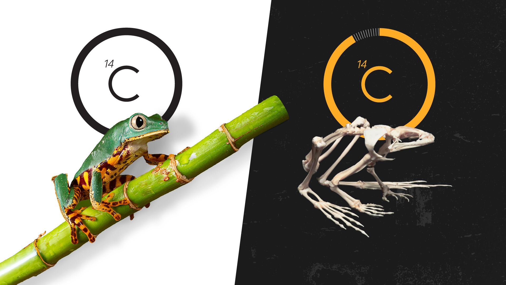 Montage showing a frog on a bamboo stick, a separate frog skeleton, and a countdown clock