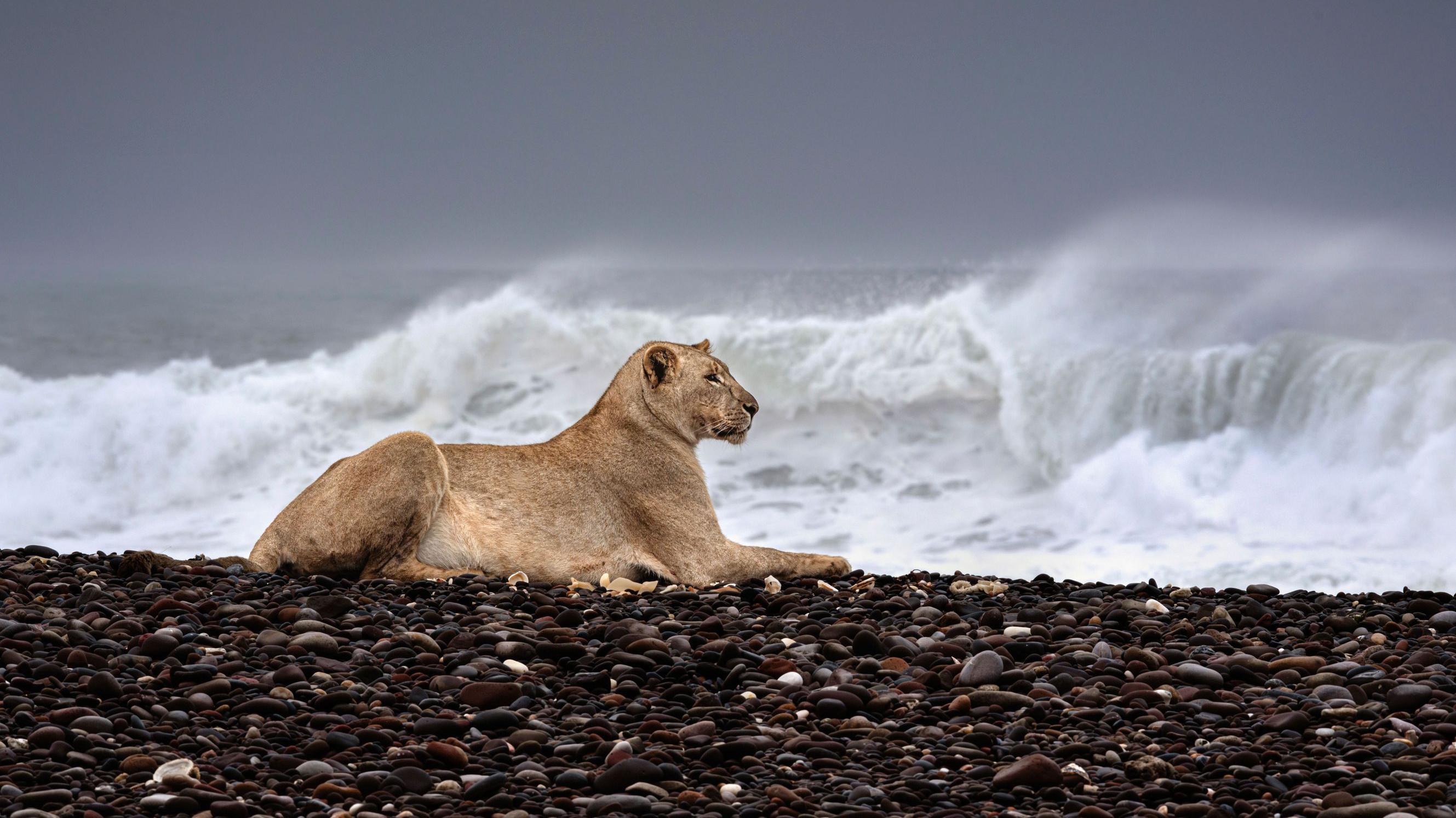 Una leona en una playa de piedras de Namibia mira a lo lejos a su presa.