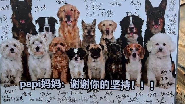 一張海報上有很多狗，還有很多人的簽名