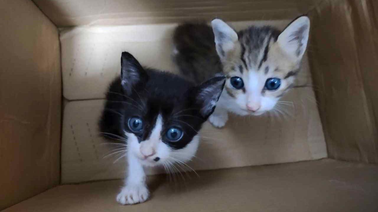 BBC finds electrocuted, drowned and starved cats in online torture groups